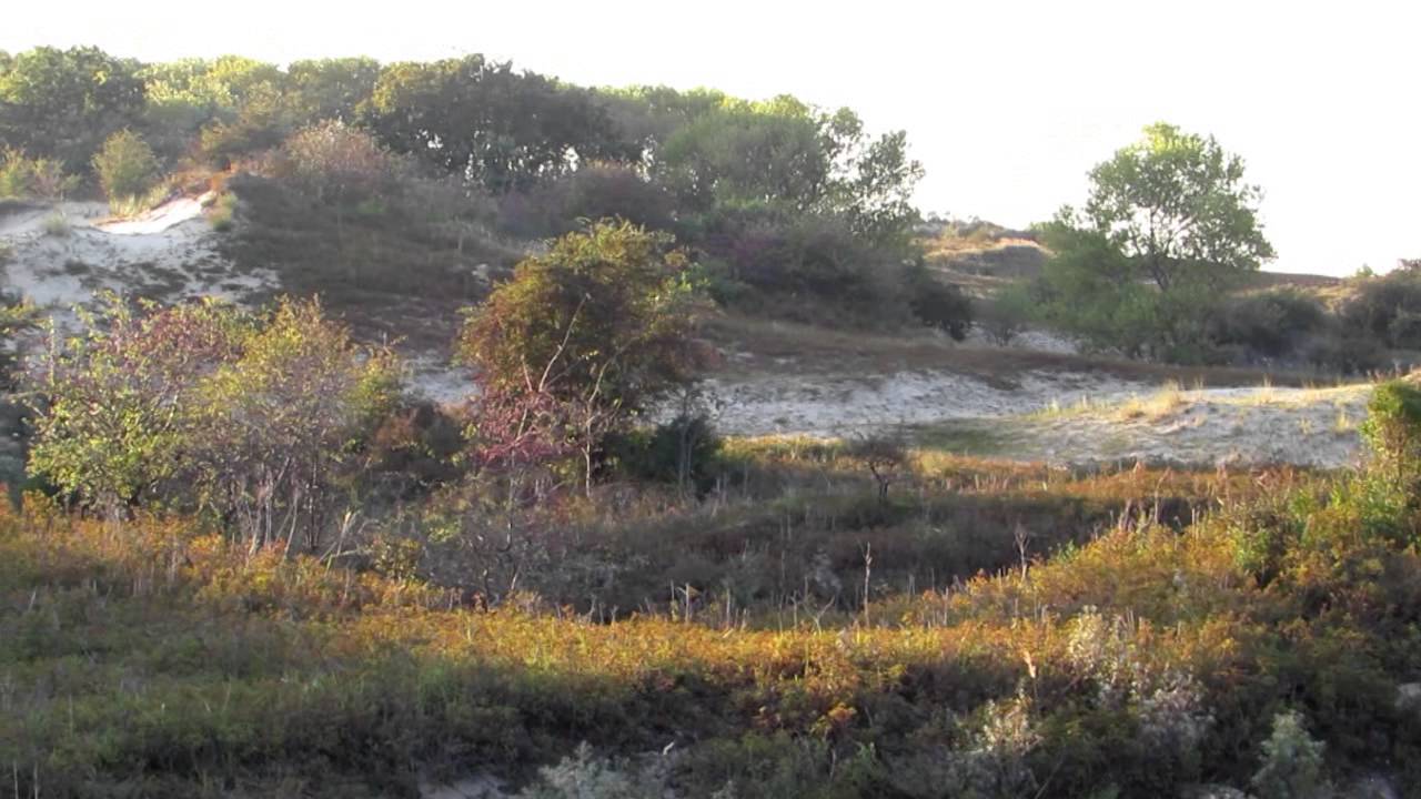 Herfst in bos en duin - oktober Katwijk 1