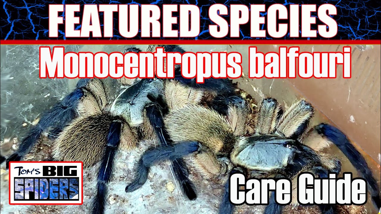 The ULTIMATE M.  balfouri 