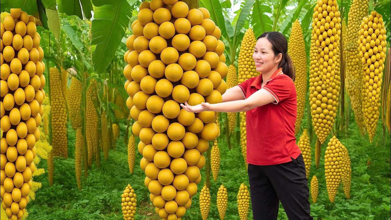 Wow! Harvesting Asian Langsat Fruit for Market &ndash; Golden Tropical Superfruit for Human Health!