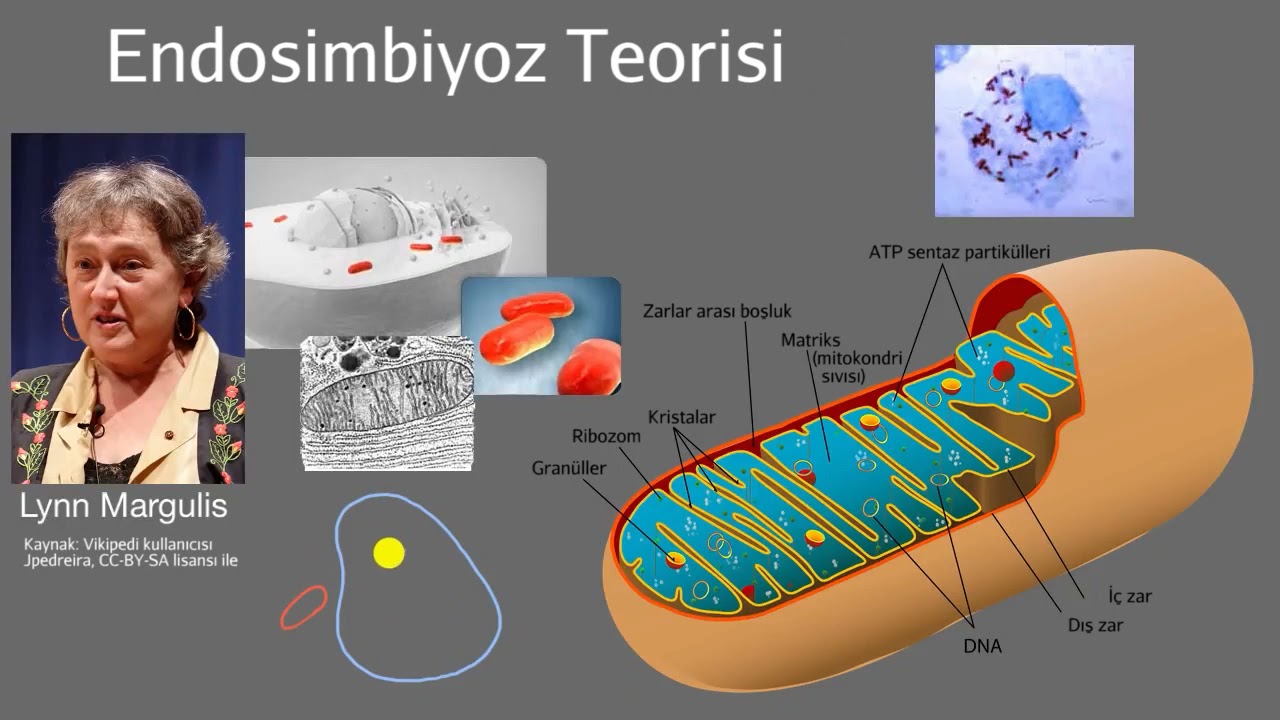 Endosimbiyoz Teorisi (Biyoloji)