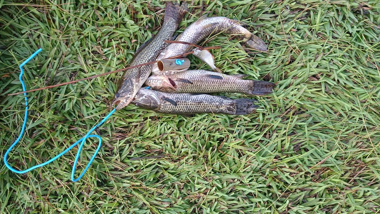 PESCARIA DEBAIXO DE CHUVA ☂️😃🎣