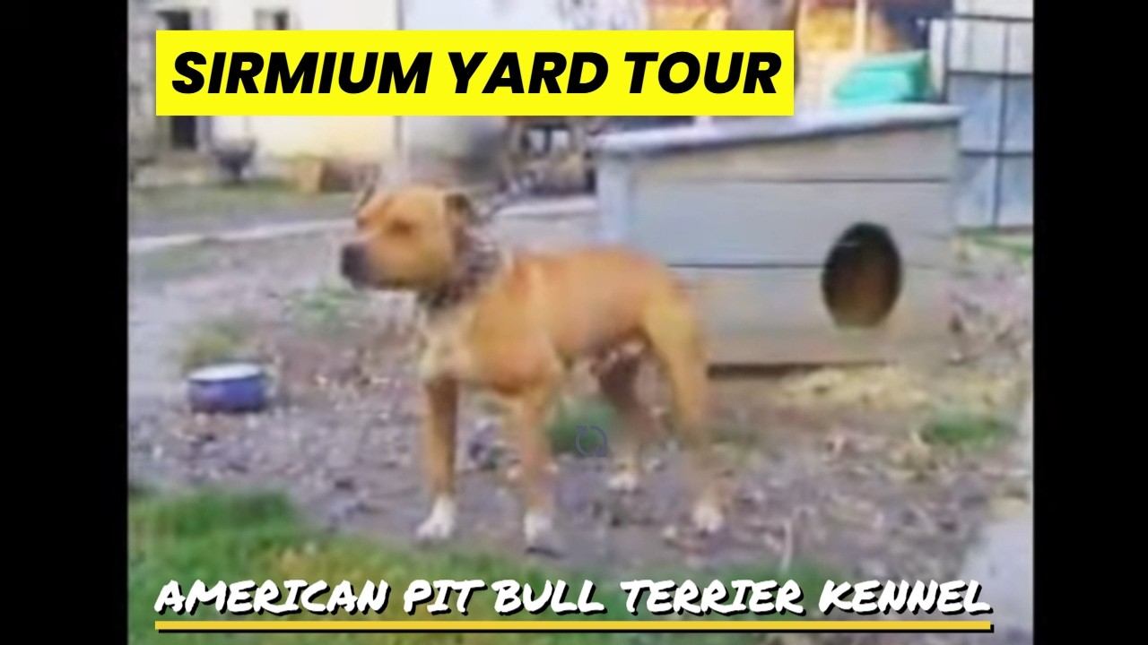 American Pit Bull Terrier Yard Tour 🐕 Inside SIRMIUM GAME DOG KENNEL