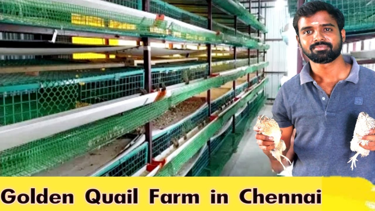 தாய் காடைகளை பராமரிப்பது எப்படி..? /காடை பராமரிப்பு முறை மற்றும் விற்பனை/Quail care system and sales