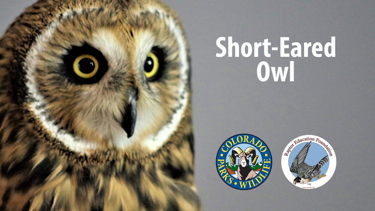 Uncommon Raptor Species of Colorado: Short-Eared Owl