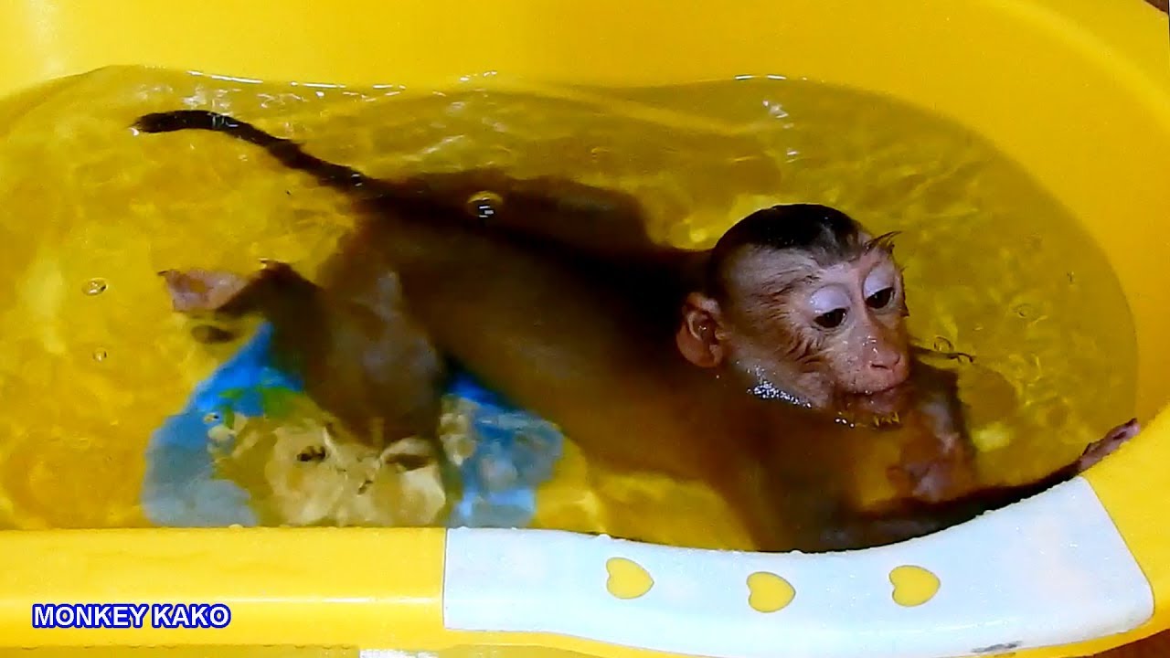 Fantastic Monkey!! Baby Monkey Kako Swimming In Yellow Pool