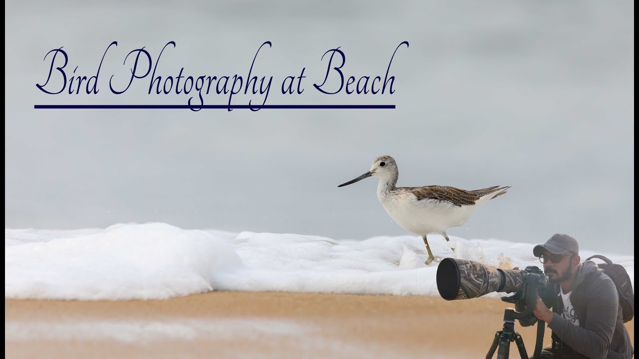 Bird Photography at Beach | Migratory Birds of kerala | Tamron 150-600mm G2 | Canon 5D Mark IV