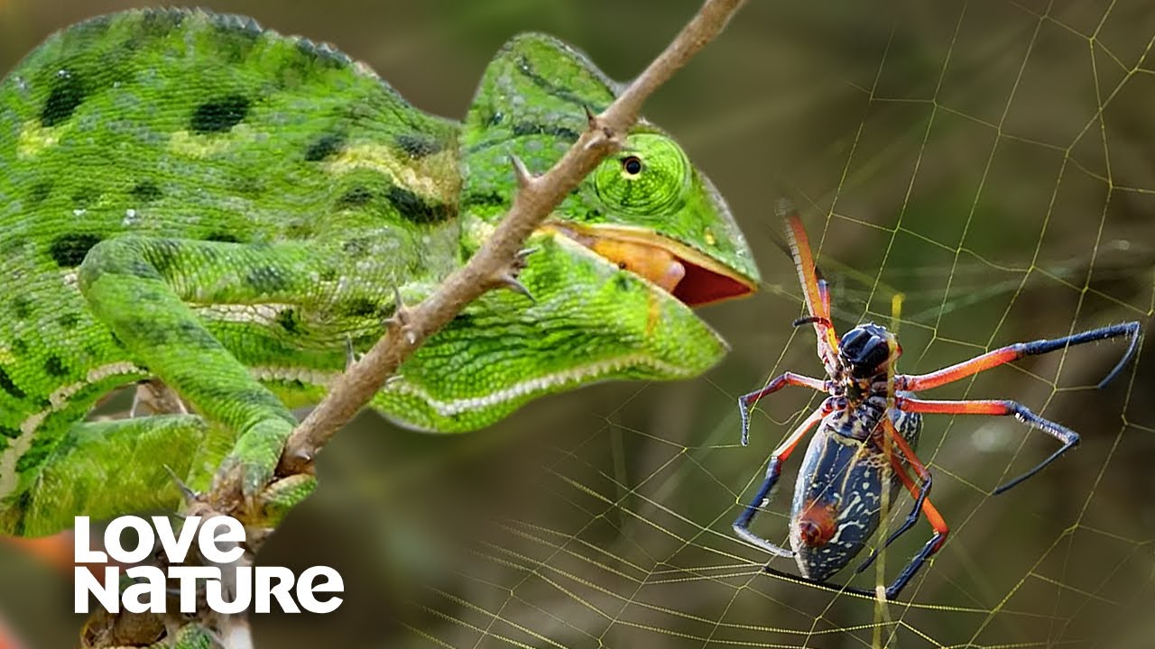 Chameleon vs. Deadly Orb-Weaver Spider