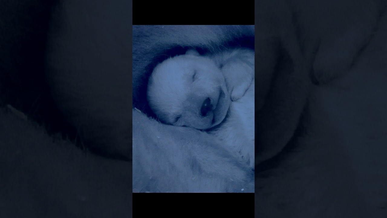 Это самое холодное место на самом деле является убежищем для белых медведей. #дикаяприрода #живот...