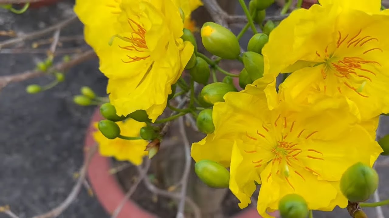 Ưu điểm và nhược điểm của giống mai giảo Siêu bông bình lợi