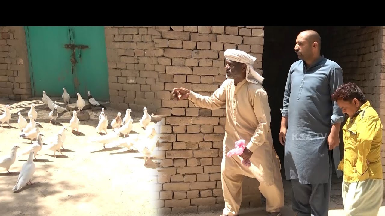Smuggler Kabutar | Airport Helmet 1122 Boota | New Punjabi Comedy | Funny clip | K&A TV