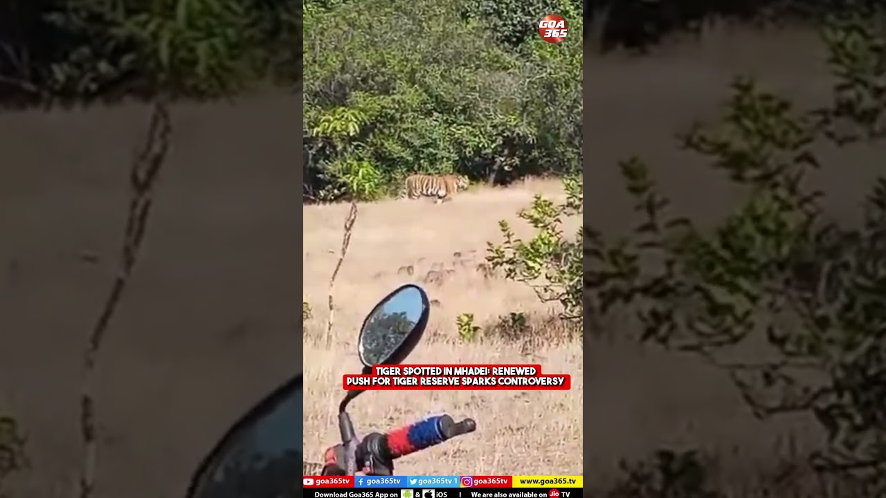 Tiger Spotted in Mhadei: Renewed Push for Tiger Reserve Sparks Controversy