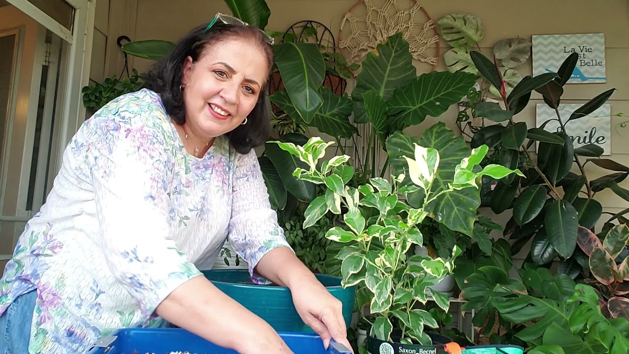 Transplante de Lim&oacute;nero Variegado 🍋🍋 en maceta! ideal para terrazas o balcones