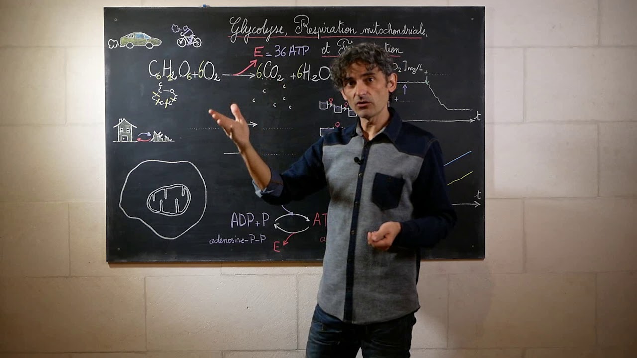 respiration et fermentation, première partie