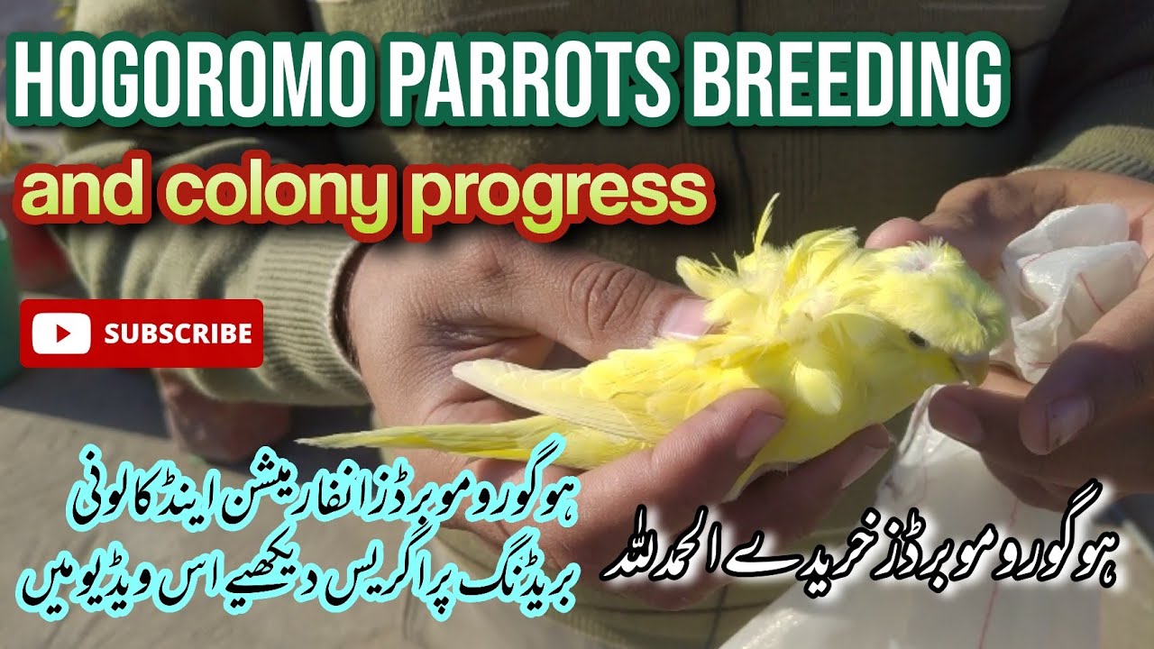 Hogoromo budgies Breeding and colony Progress Urdu/Hindi