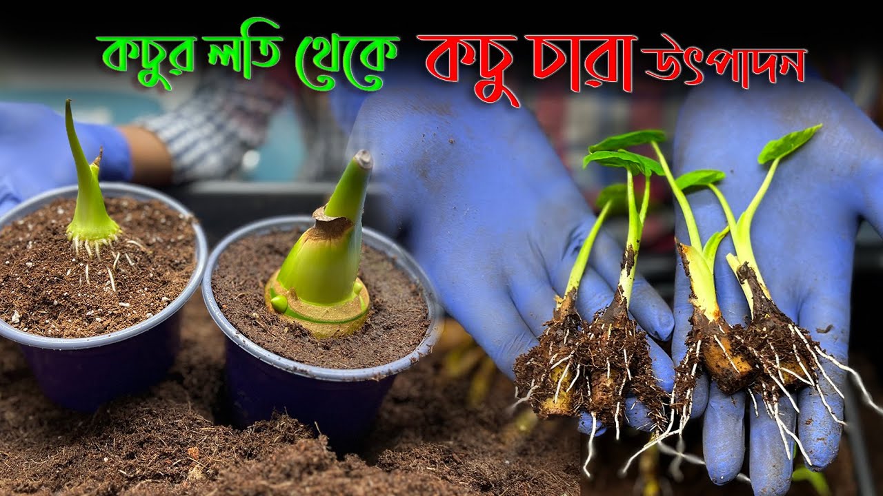 শীতের দেশে লতি থেকে সফলভাবে লতিরাজ কচুর চারা তৈরি উৎপাদন How to propagate  esculent Taro root plant
