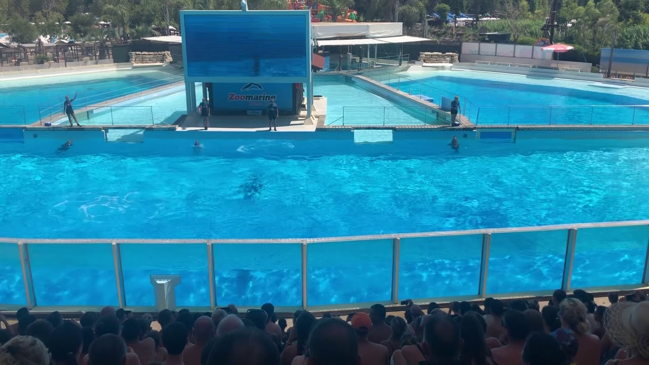 Spettacolo di delfini 2019 - Zoo Marine