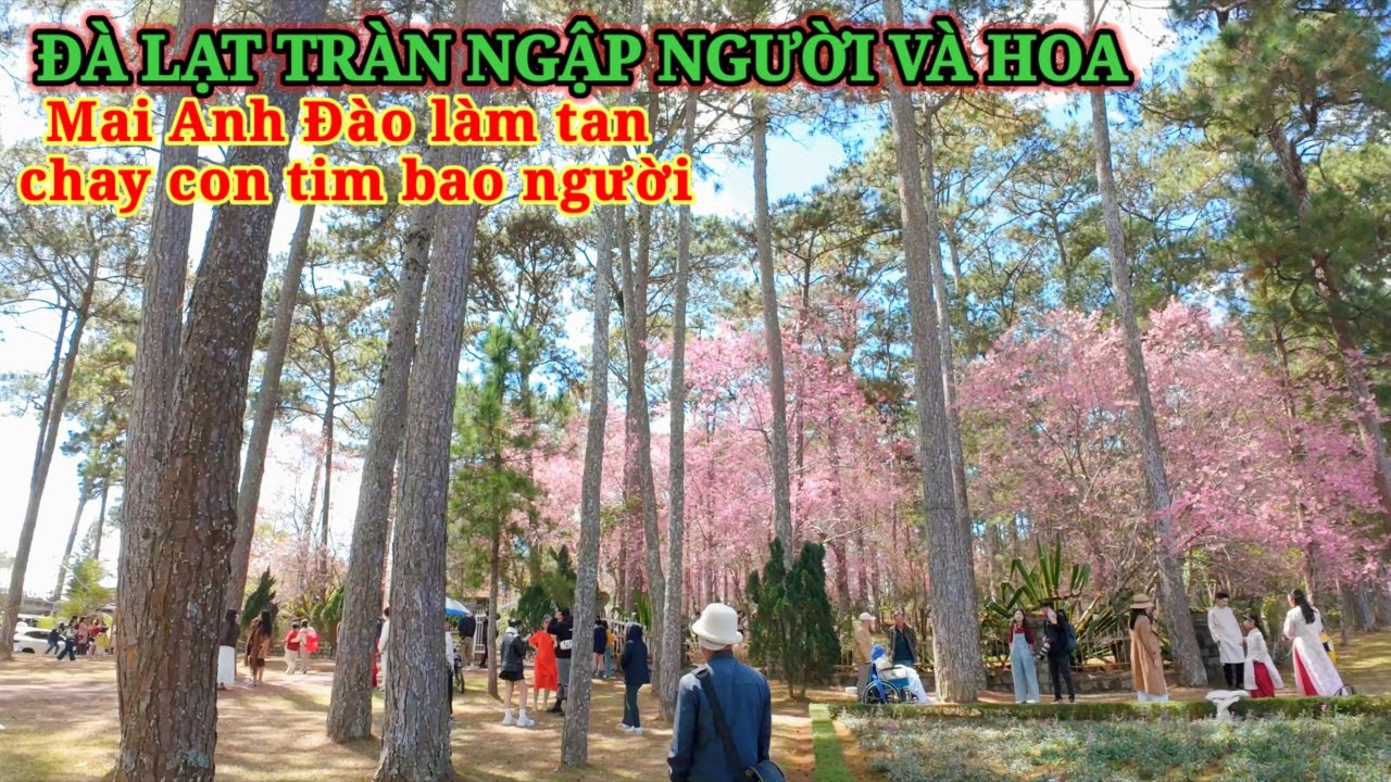 ĐÀ LẠT TRÀN NGẬP NGƯỜI VÀ HOA, MAI ANH ĐÀO LÀM TAN CHẢY TIM DU KHÁCH