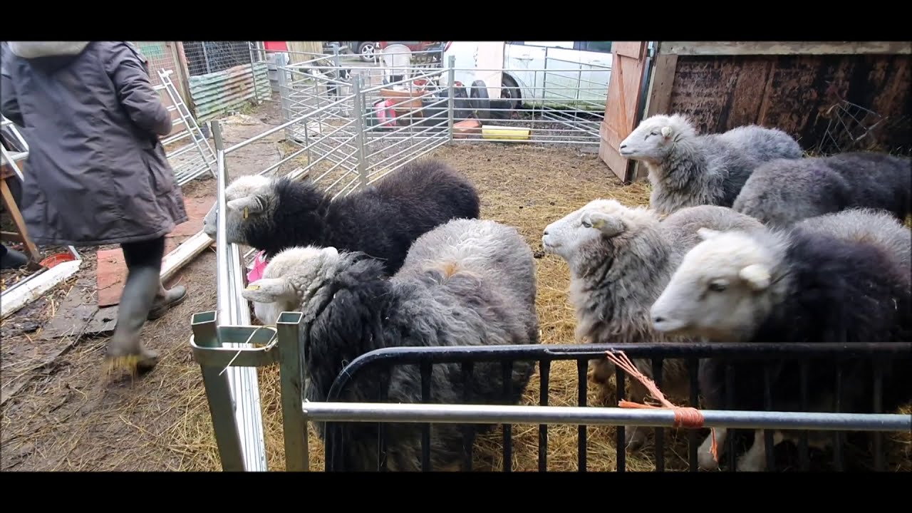 Rare Breed Leicester Longwool and Heritage Herdwick Sheep - DIY troughs