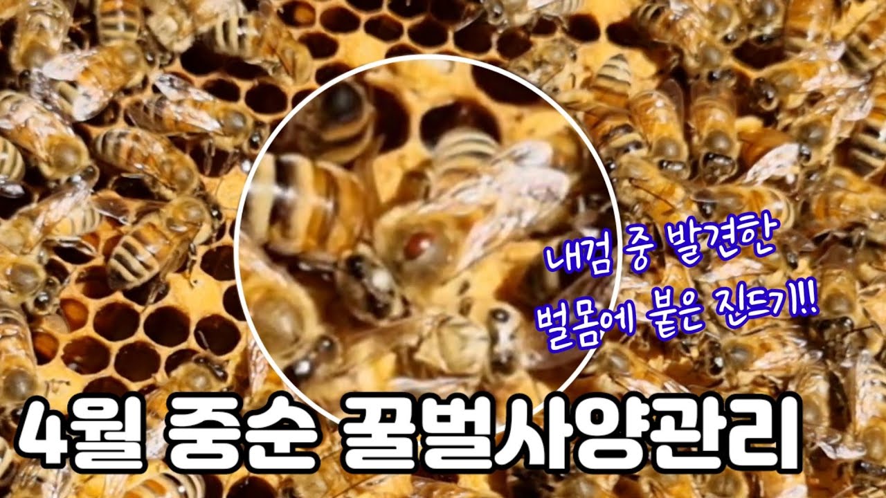 4월 16일 4월 중순 꿀벌사양관리(내검 중 벌몸에 진드기를 발견했다!!)