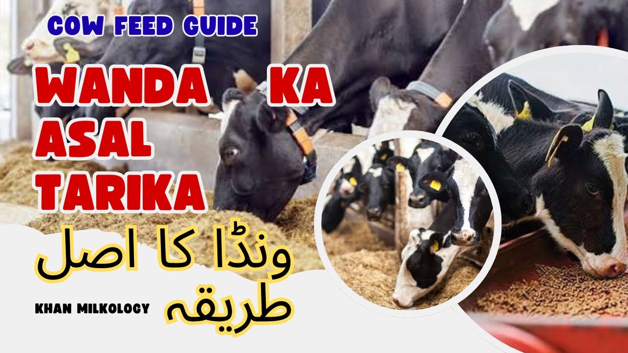Wanda Banane ka Tarika | Wanda Dalne Ka Tarika | How to increase Milk Cow And Buffalo | Dairy Wanda 
