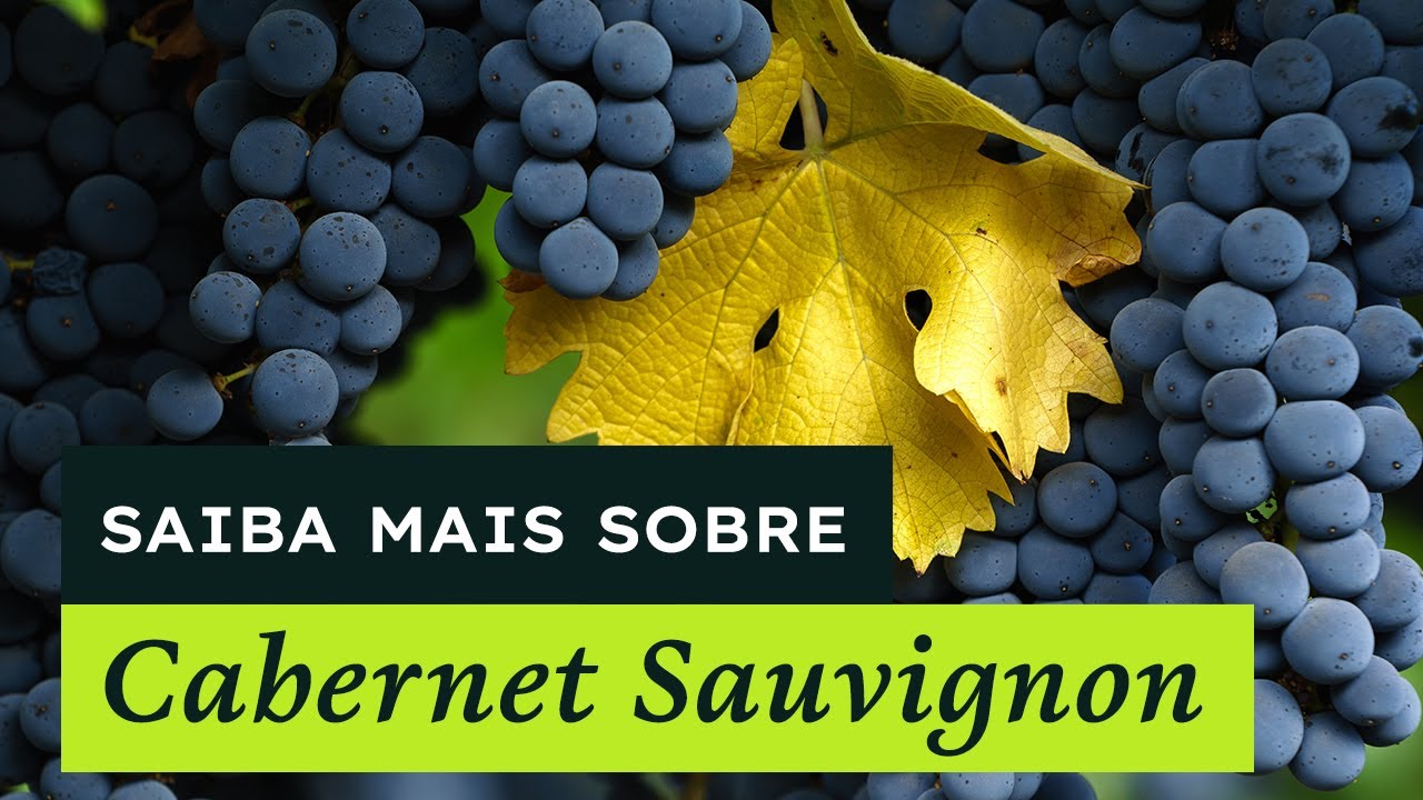Uva Cabernet Sauvignon | Aprendendo com a Mistral EP17