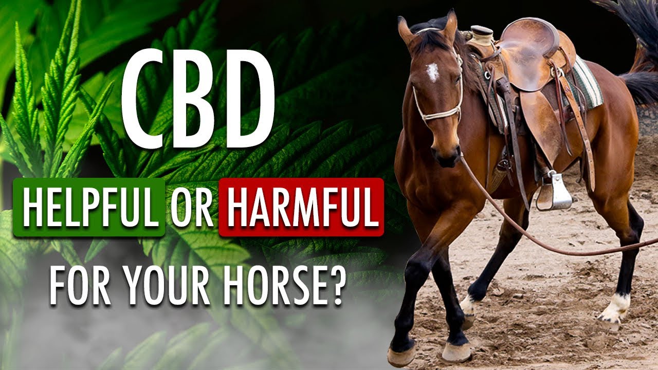 How CBD can help horses with Stress, anxiety, focus, pain & more