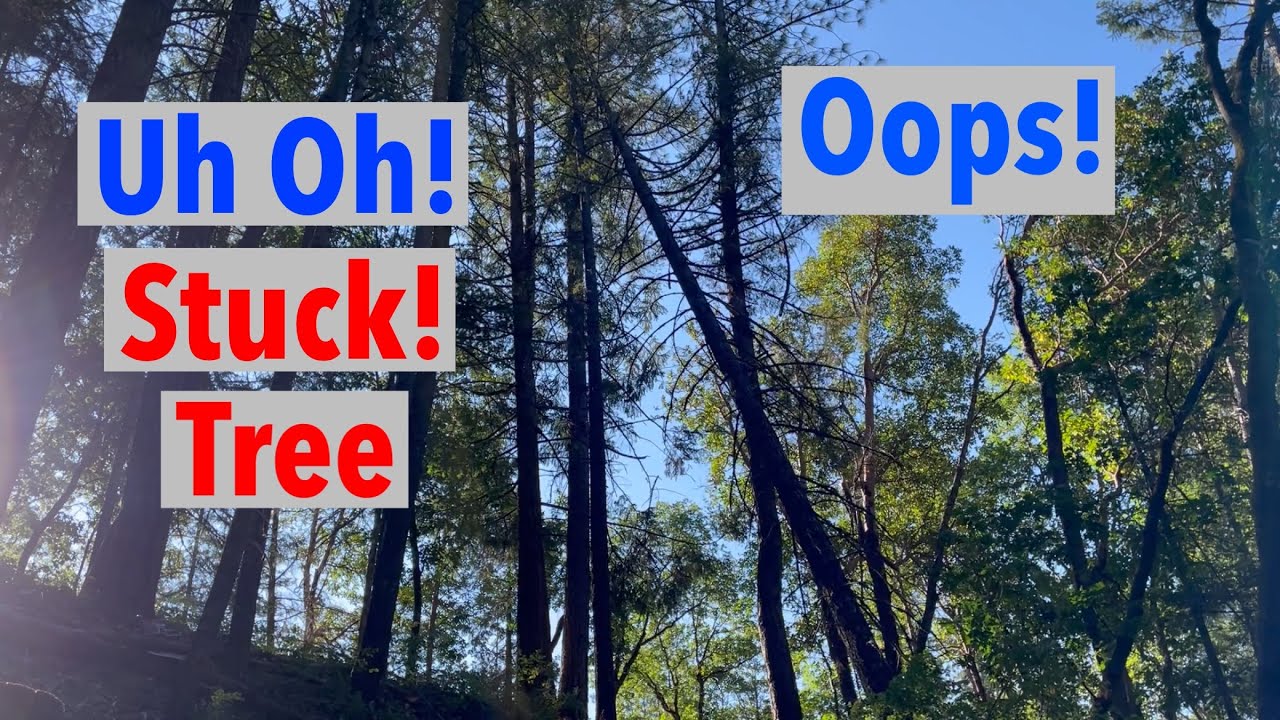 Freeing a Tree that Gets Hung Up - Without Dying - Stuck Douglas fir tree.