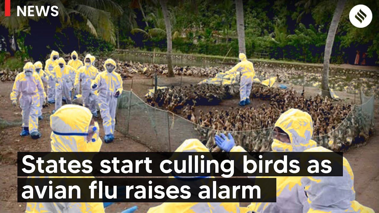 States Start Culling Birds As Avian Flu Raises Alarm Across Country