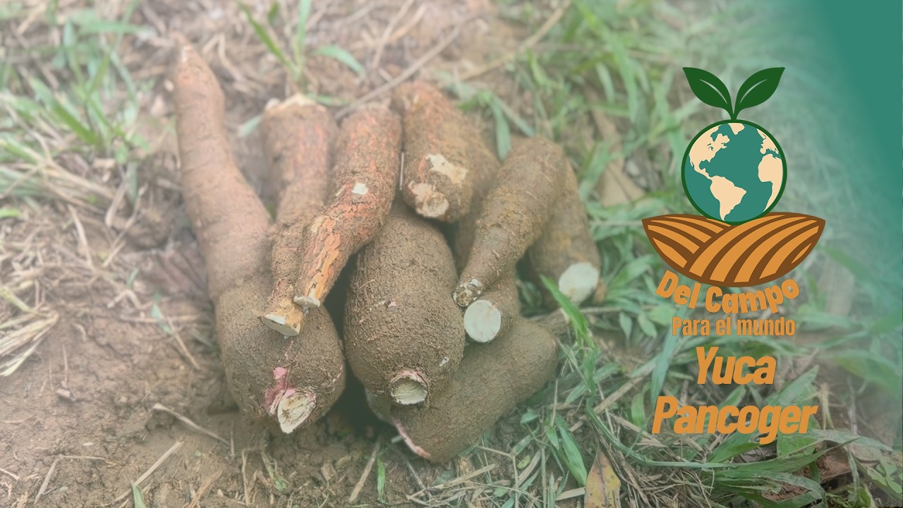 De la Tierra a tu Mesa: Así se Cultiva la Yuca Pancoger | Del Campo para el Mundo 🌎