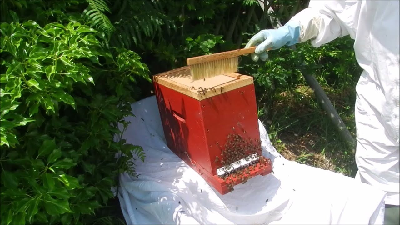 Cueillir un essaim d'abeilles noires à la brouette et au drap blanc attention danger 😅 🐝🐝🐝😅😅
