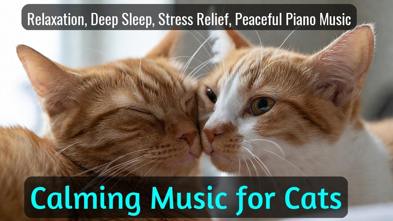 LIVE Cute Sleeping Cats for Relaxing Evening 🐾 | Season 22