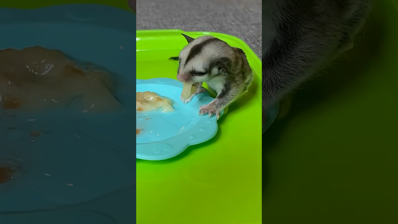 👉Full Video in Video Long 😅 #funny #animals #cute