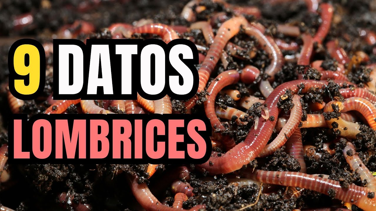 9 Datos Curiosos de las Lombrices - Las Verdaderas ingenieras de la naturaleza