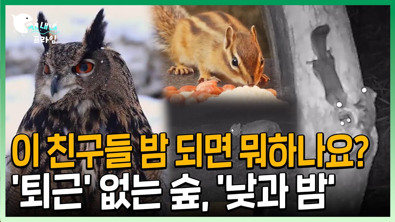 (부분 차단으로 비공개) 동물들은 밤 되면 서로 사이좋게 퇴근하나요? '퇴근' 없는 숲 속의 '밤'  |  한반도의 보석, 국립공원 1부 '산'