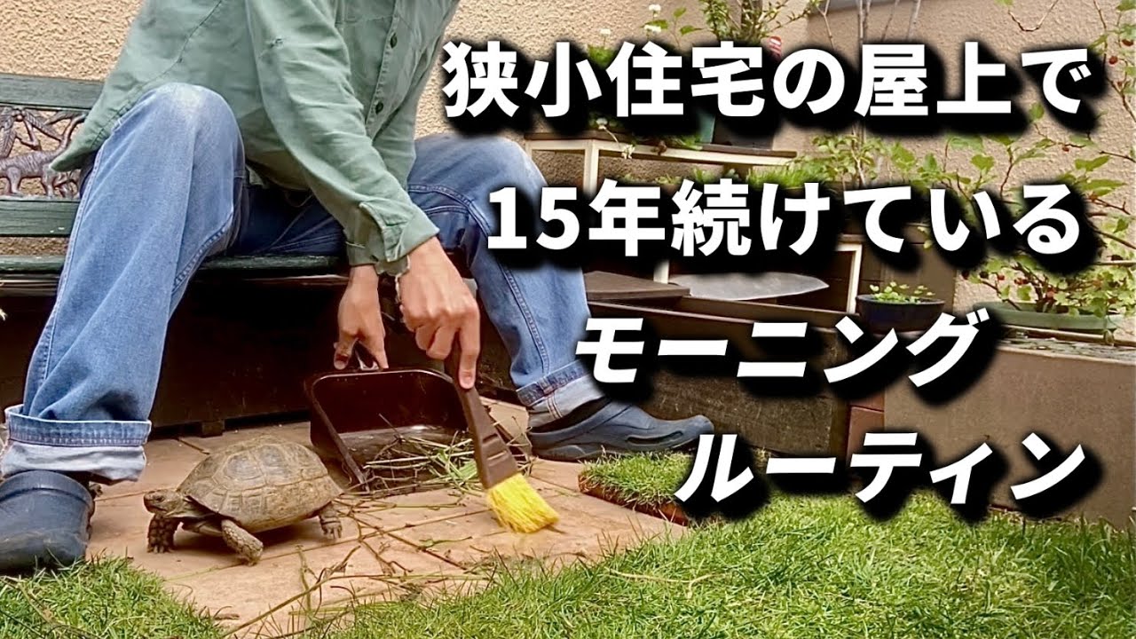 狭小住宅の屋上で15年間続けているリクガメ飼育のモーニングルーティン　15 years of tortoise rearing morning routine