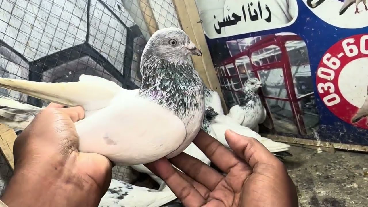 ماشاءاللہ دوستوں 5 عدد بریڈر فیصل ابادی شاہ پرواز جوڑے فار سیل رابطہ نمبر03066090245 