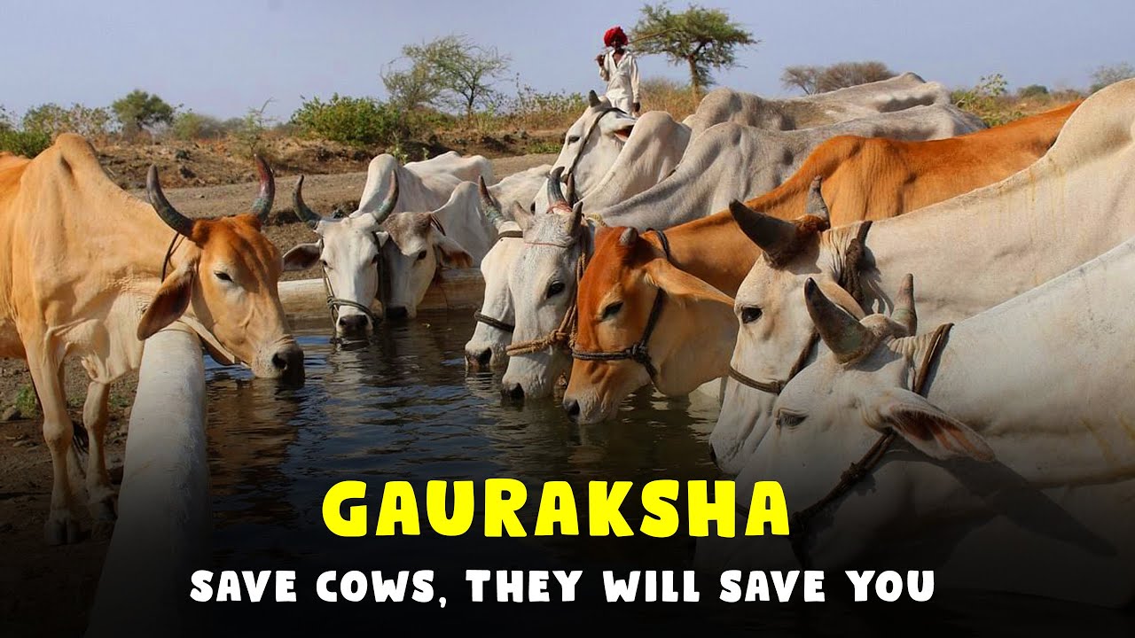 Shree Krishnayan Desi Gauraksha - Documentary