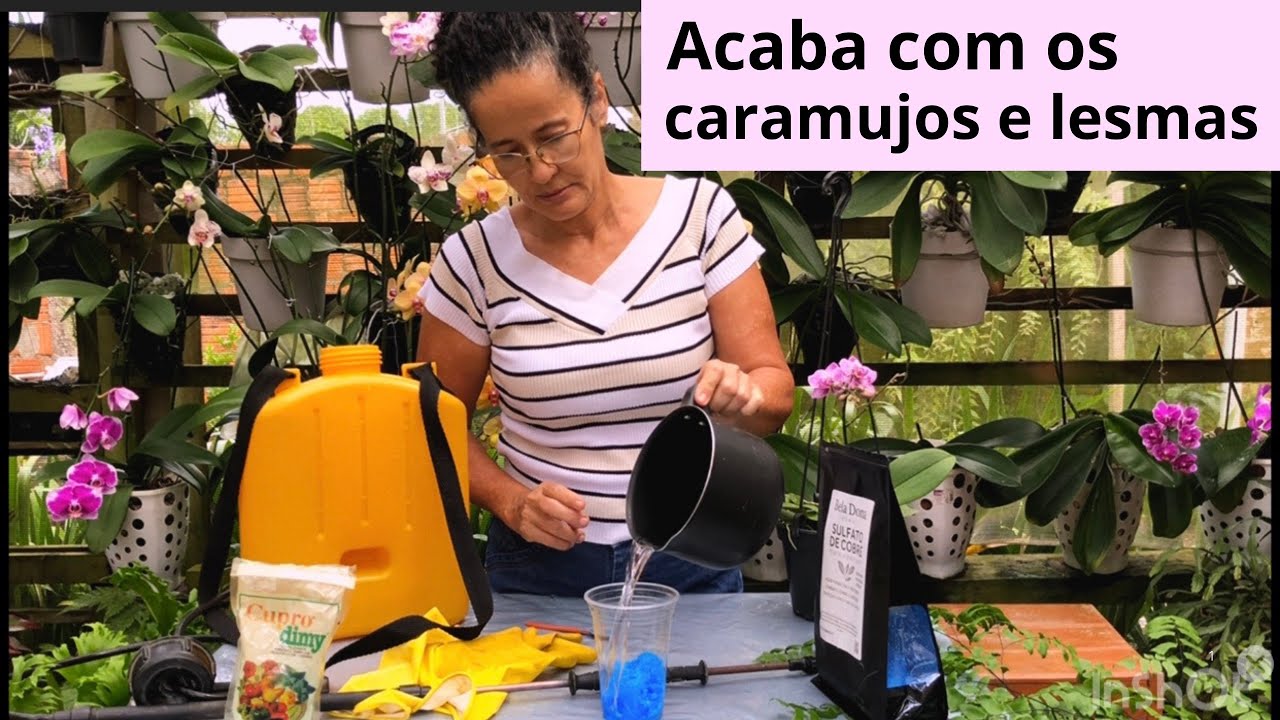 Como matar caramujos e lesmas usando sulfato de cobre?