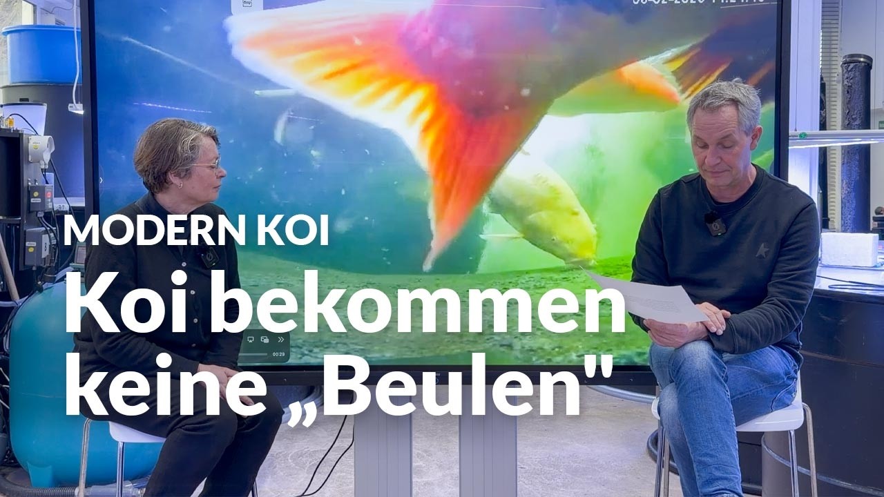 Beule am Koi: angeschlagen oder etwas anderes? | Modern Koi Blog #7970