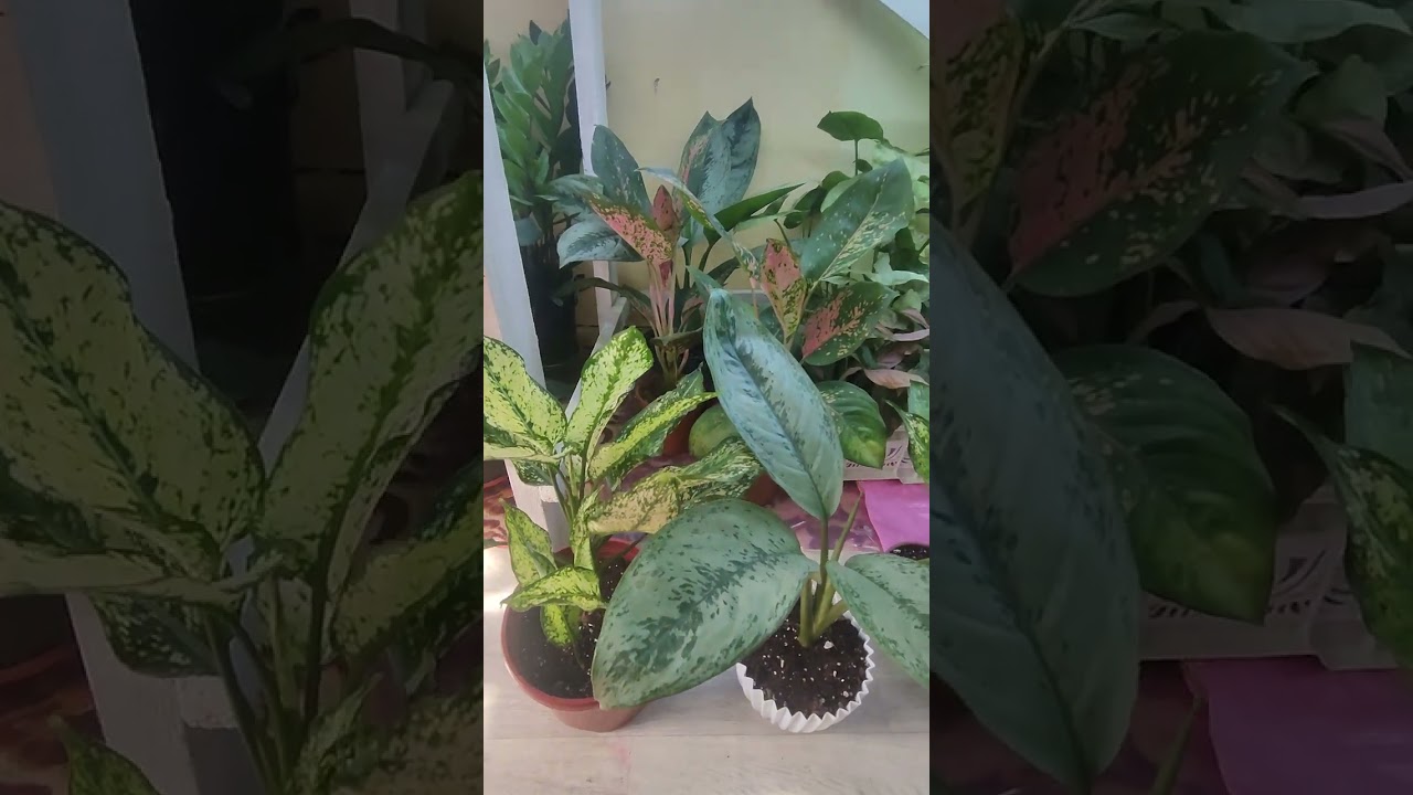  Хона гулларидаги Кора пашшага Карши нима киламиз? 