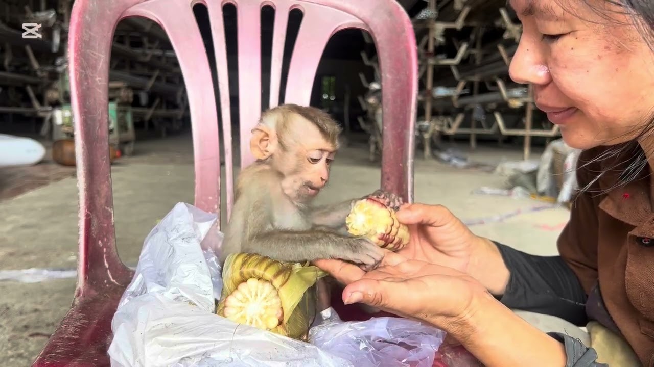 Mary wants to play with dog but she is scared #monkey #animals #asmr