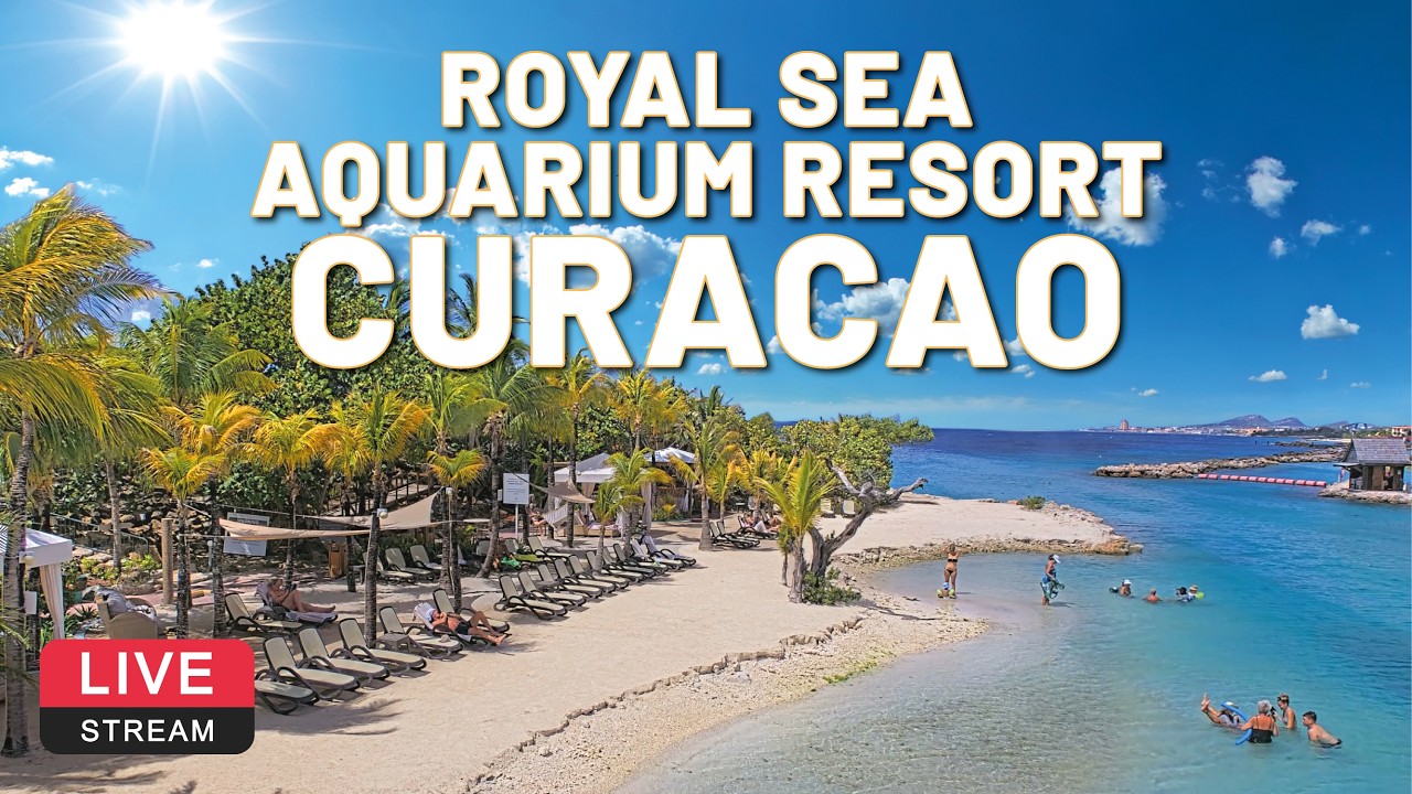 The Royal Sea Aquarium Resort | Curacao 🌴☀️ LIVE CAM 4K