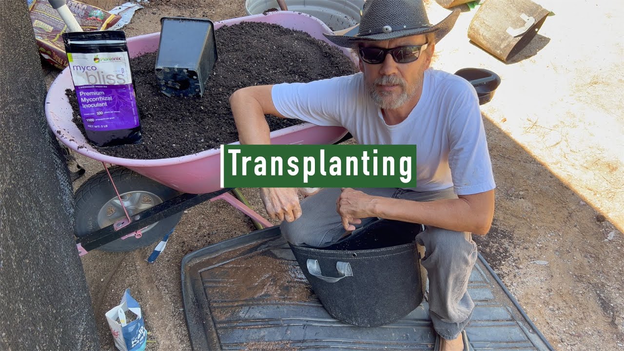 Grow Strong Cup - How to Transplant!