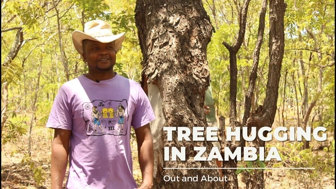 Tree Club Zambia | Strolling Through Lusaka's Woodlands with Friends of Trees