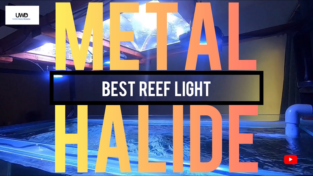 Hybrid Reef Light (Metal Halide + Ai Prime) Grow Corals Fast!
