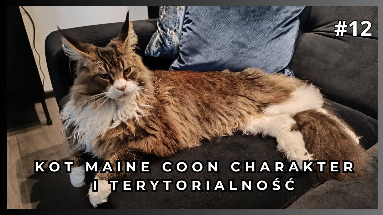 Kot Maine Coon Hitman - charakter, zachowanie, terytorialność.