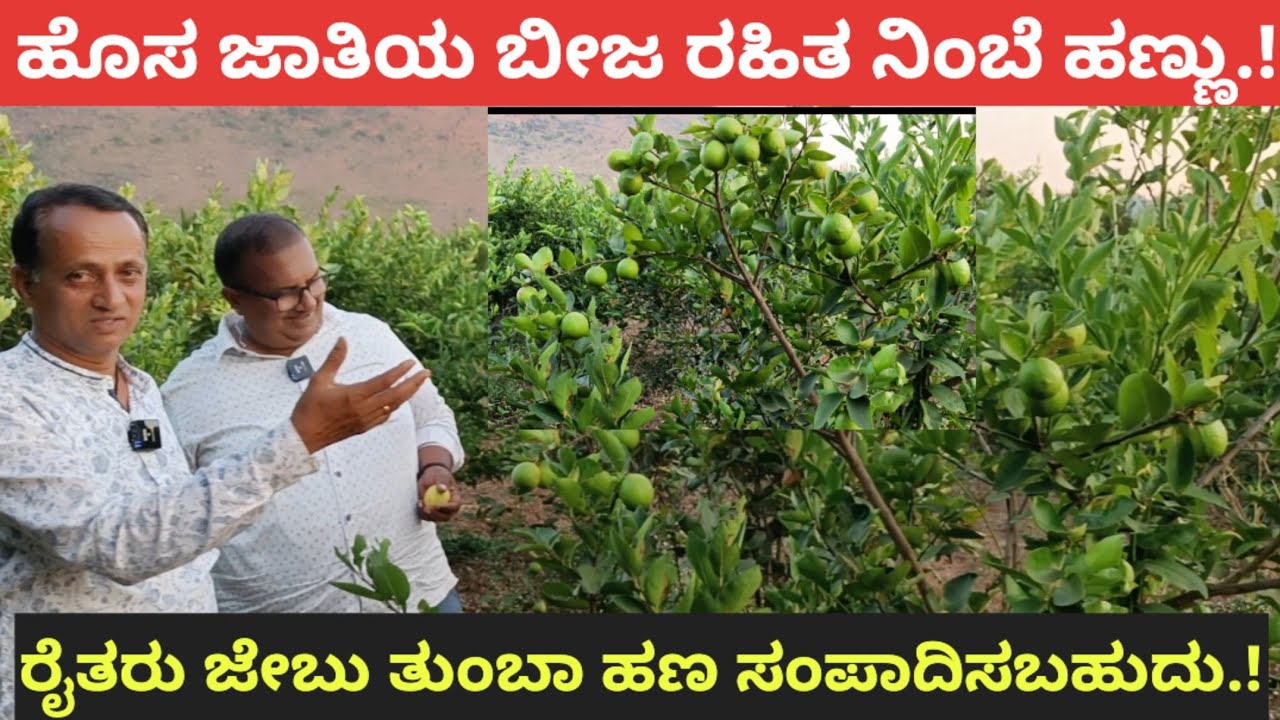 ಹೊಸ ಜಾತಿಯ ನಿಂಬೆ ಹಣ್ಣು.! ರೈತರು ಕೈ ತುಂಬಾ ಹಣ ಸಂಪಾದಿಸಬಹುದು.!
