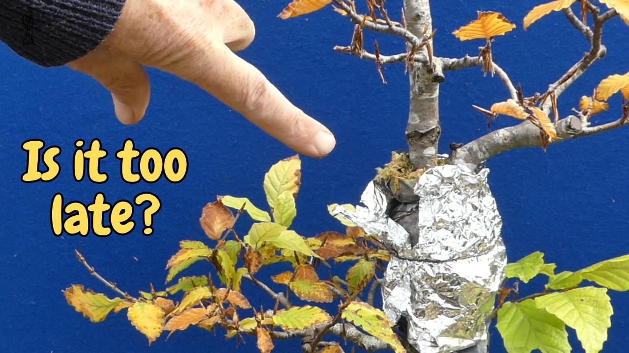 Is It Too Late to Separate an Airlayer in October? | Beech Bonsai Root Reveal!
