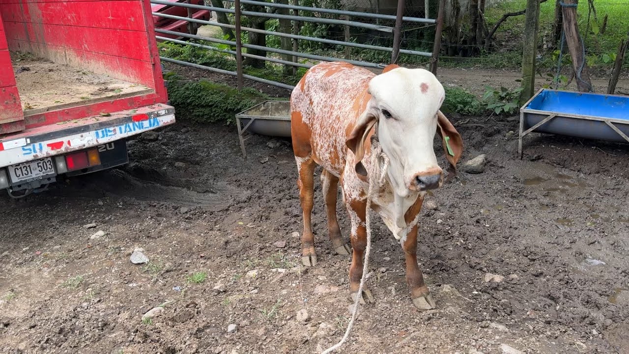 Entregando a mascarito a su nuevo dueño mira que manso es 