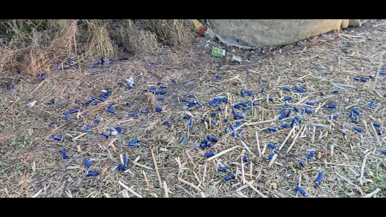 Chasse aux palombes en Écosse 